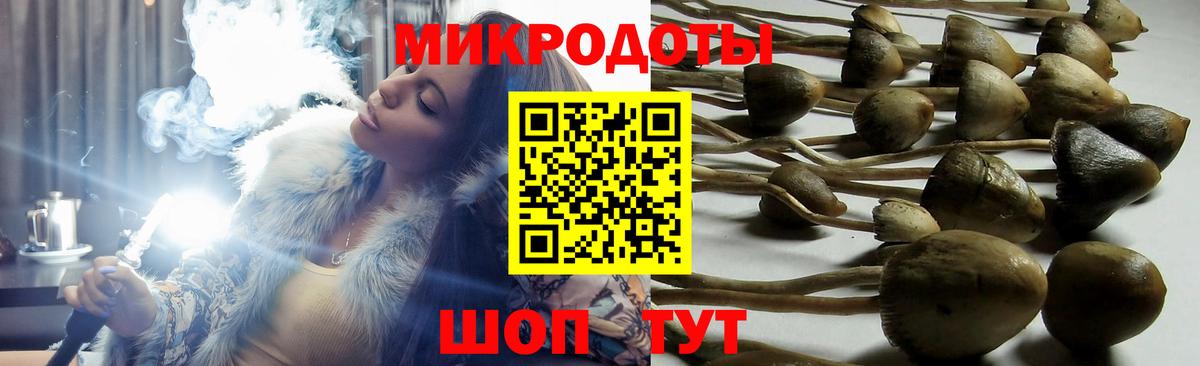 Псилоцибиновые грибы Psilocybe Арзамас